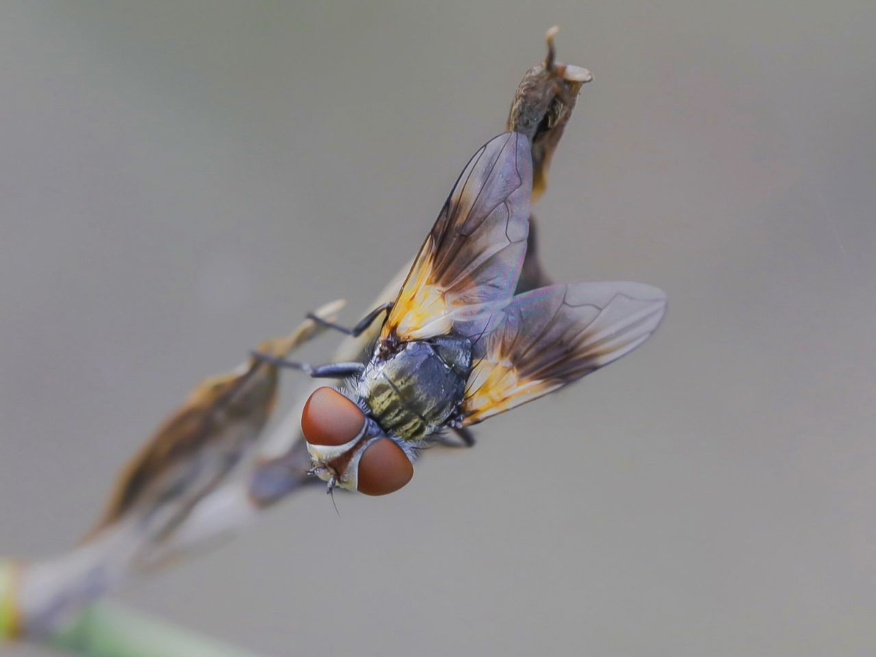 Tachinidae: Ectophasia cfr. crassipennis, femmina
